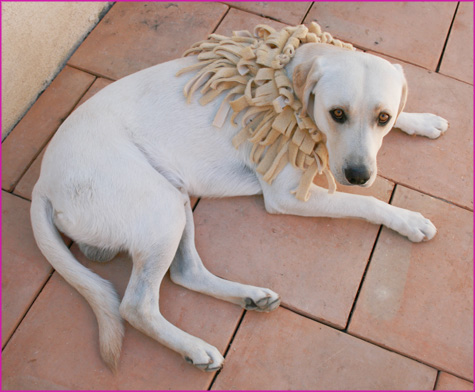 Halloween Inspiration: Bodie the Lyon