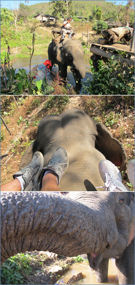 Posted chiangmai_elephantsvillage