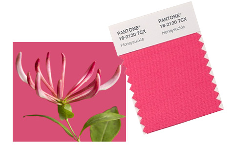 Pantone Honeysuckle Color of the Year Pink