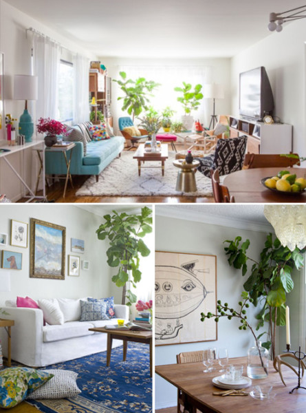 A New Fiddle Leaf Fig | PepperDesignBlog.com