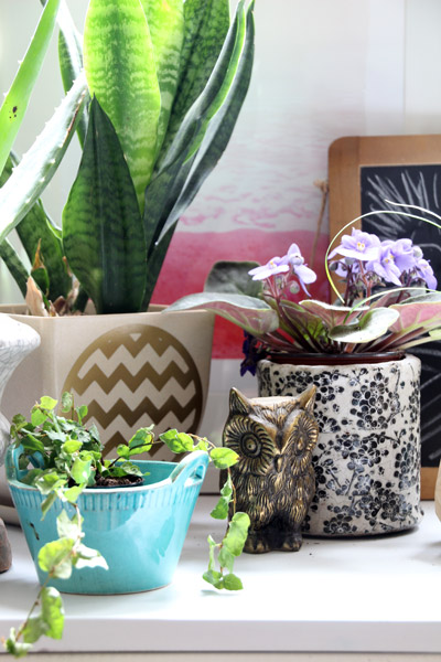 Houseplants | PepperDesignBlog.com