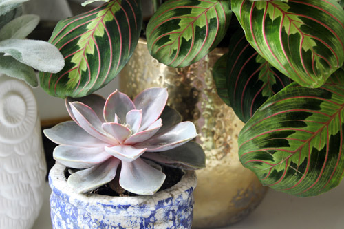 Houseplants | PepperDesignBlog.com