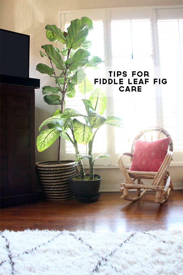 Caring for My Fiddle Leaf Fig | PepperDesignBlog.com