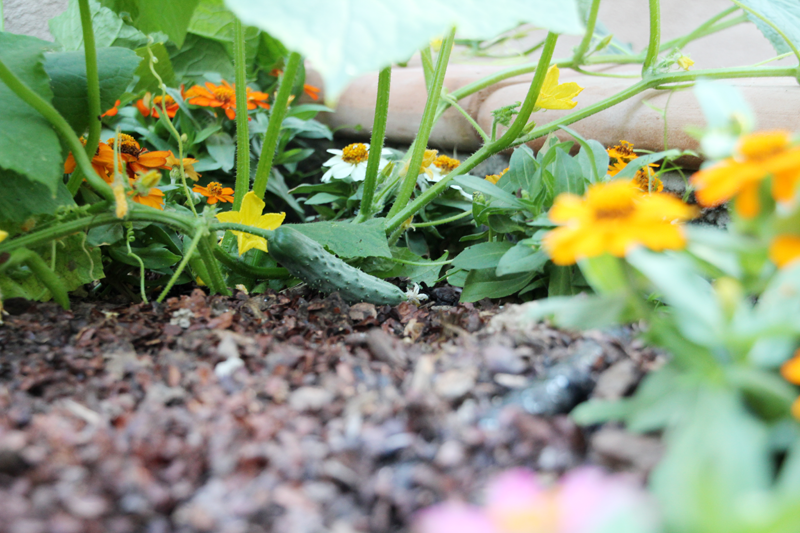 A Garden Box Harvest | PepperDesignBlog.com