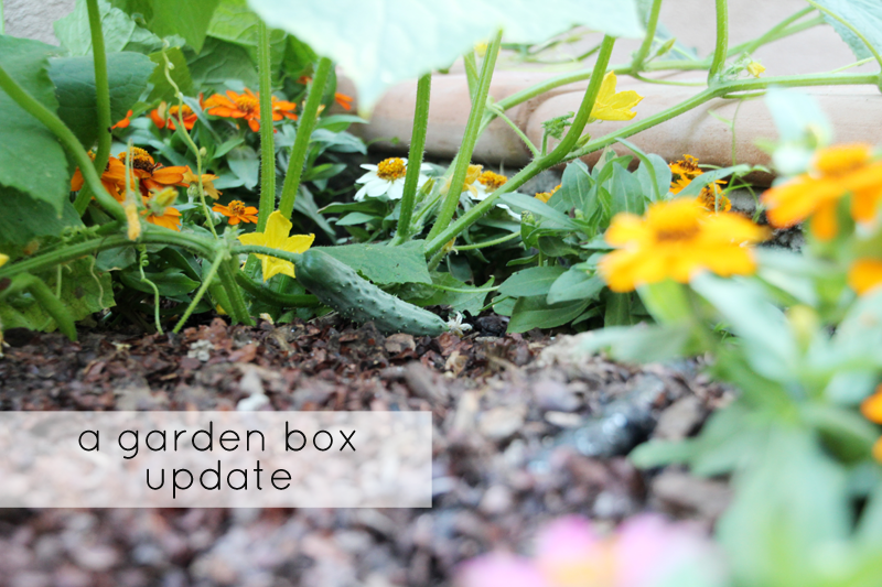 A Garden Box Harvest | PepperDesignBlog.com