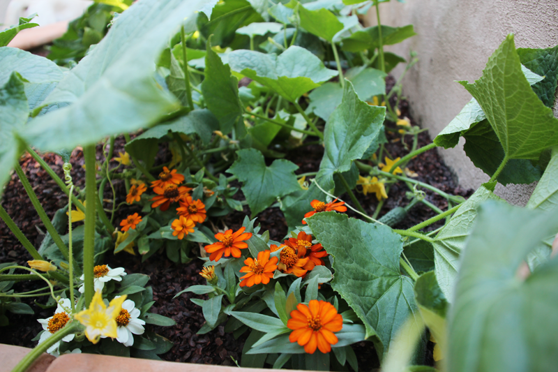 A Garden Box Harvest | PepperDesignBlog.com