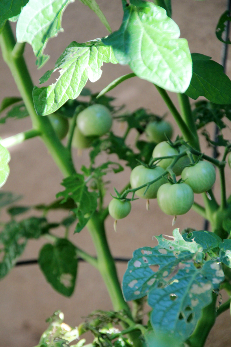 A Garden Box Harvest | PepperDesignBlog.com