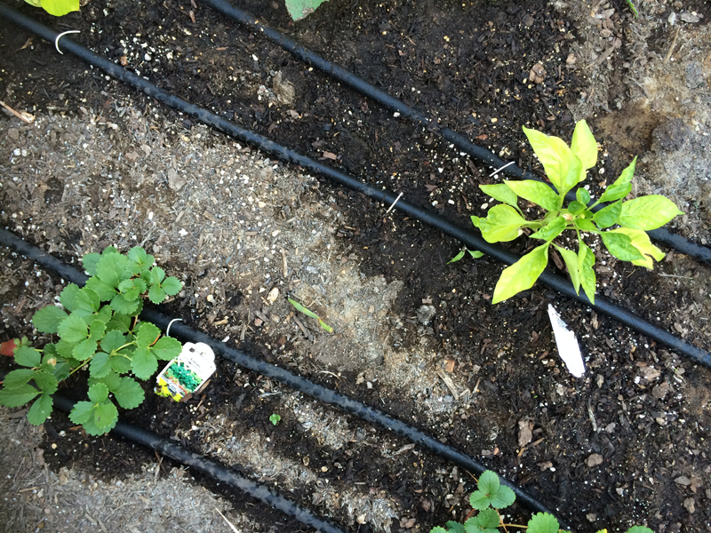 A Garden Box Harvest | PepperDesignBlog.com