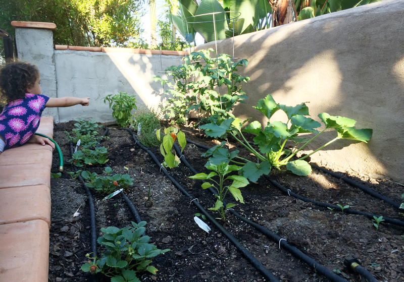 A Garden Box Harvest | PepperDesignBlog.com