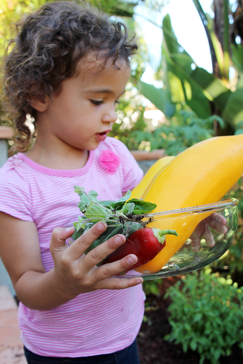 A Garden Box Harvest | PepperDesignBlog.com