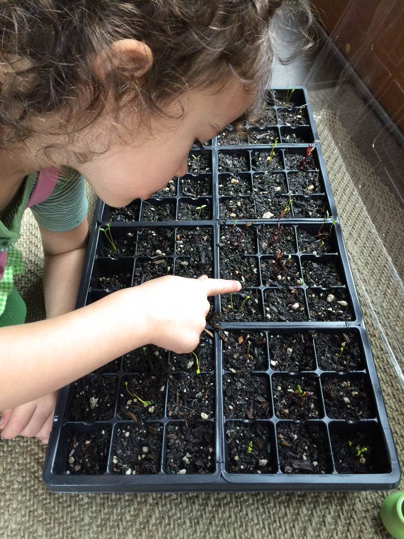 A Garden Box Harvest | PepperDesignBlog.com