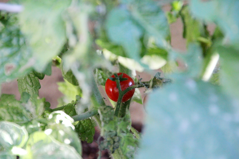 A Garden Box Harvest | PepperDesignBlog.com