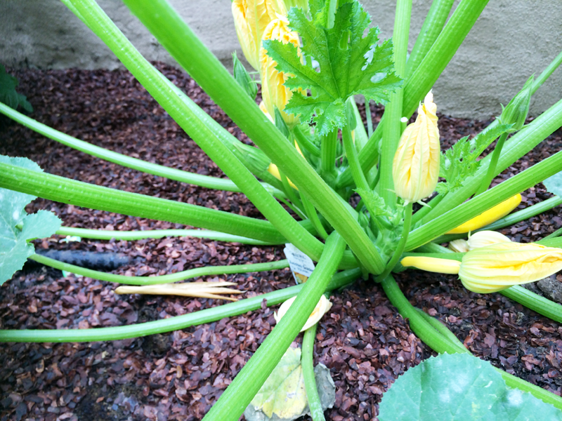 A Garden Box Harvest | PepperDesignBlog.com