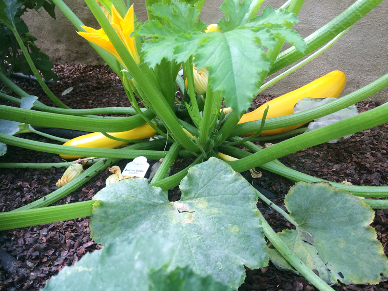 A Garden Box Harvest | PepperDesignBlog.com