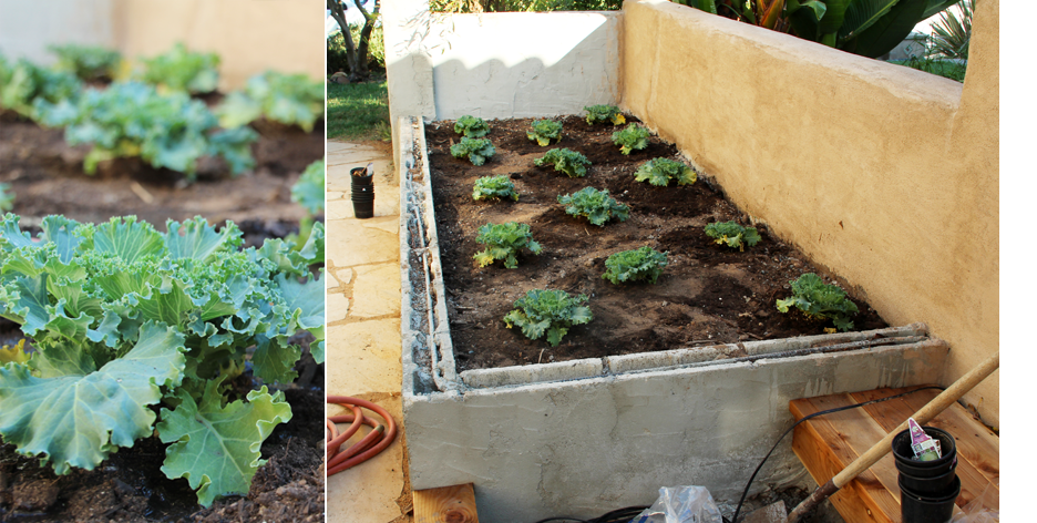 A Garden Box Harvest | PepperDesignBlog.com