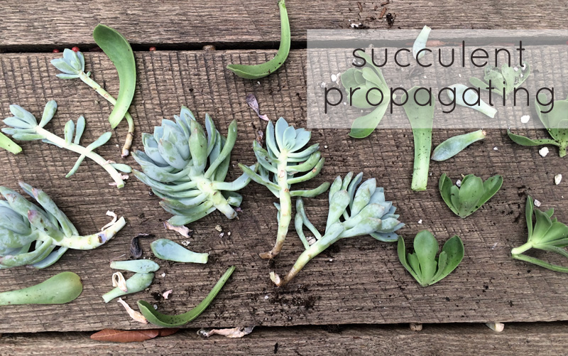 Succulent Propagating | PepperDesignBlog.com
