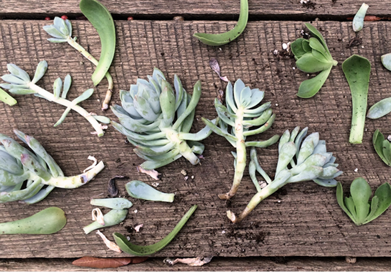 Succulent Propagating | PepperDesignBlog.com