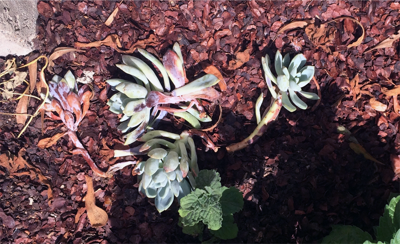 Adventures in Succulent Propagating, Part 2 | PepperDesignBlog.com