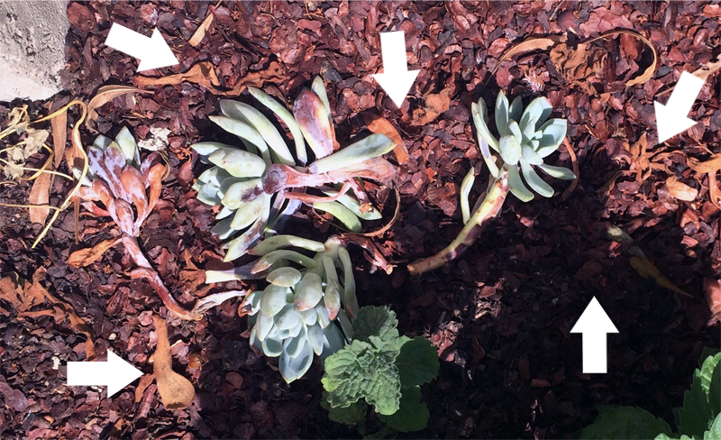 Adventures in Succulent Propagating, Part 2 | PepperDesignBlog.com