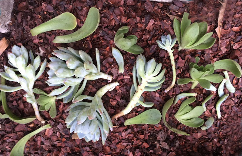 Adventures in Succulent Propagating, Part 2 | PepperDesignBlog.com