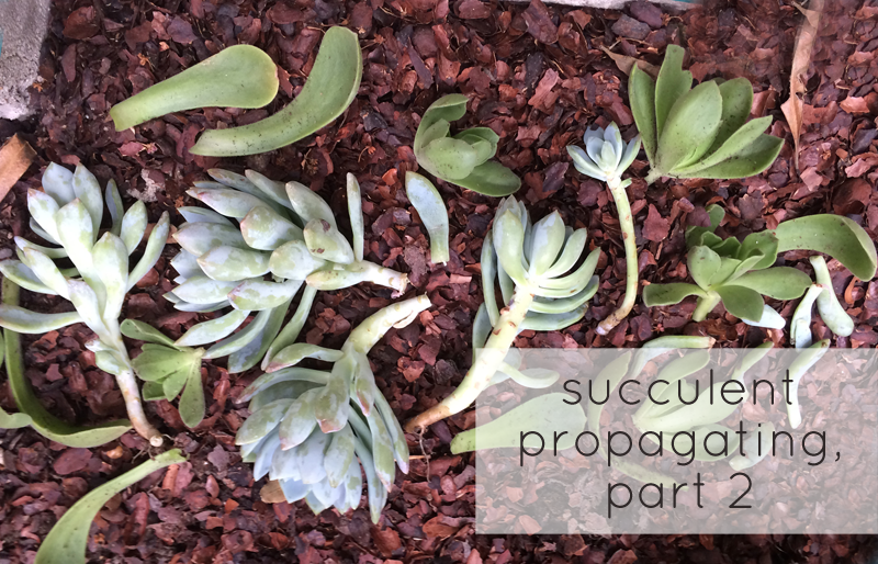 Adventures in Succulent Propagating, Part 2 | PepperDesignBlog.com