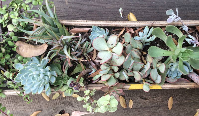 Adventures in Succulent Propagating, Part 2 | PepperDesignBlog.com