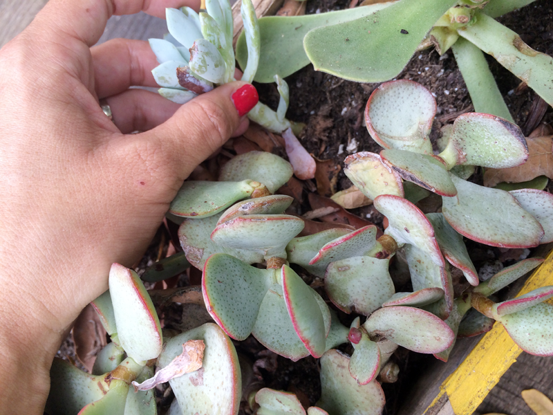 Adventures in Succulent Propagating, Part 2 | PepperDesignBlog.com