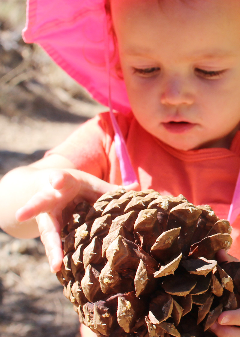 Decorating for Fall | Gold Tipped Pine Cones | PepperDesignBlog.com