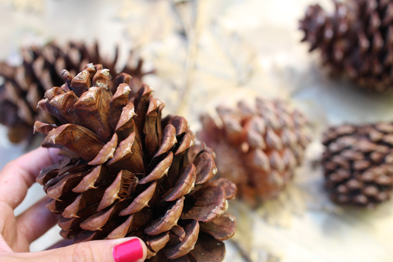 Decorating for Fall | Gold Tipped Pine Cones | PepperDesignBlog.com