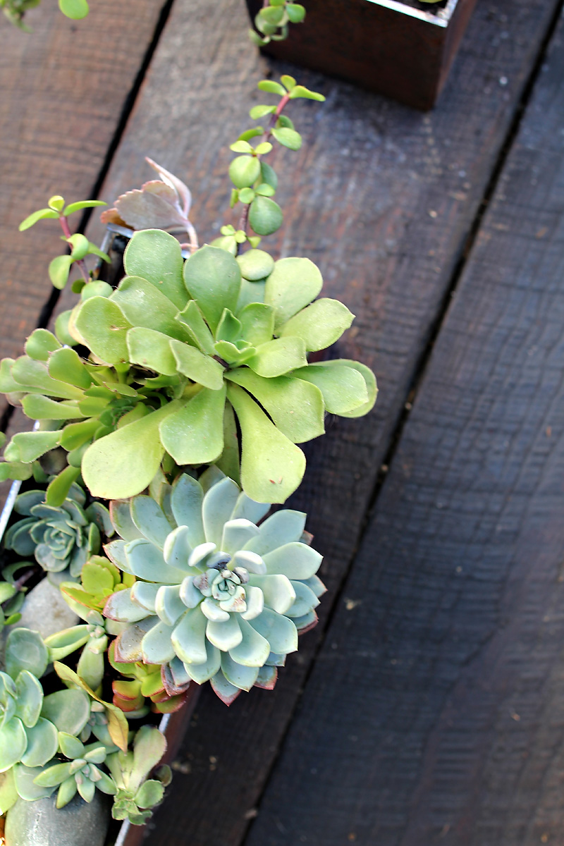 Our Side Yard | Iron Planter Boxes | PepperDesignBlog.com