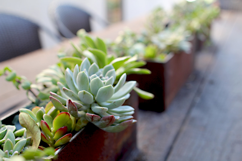 Our Side Yard | Iron Rectangular Planters | PepperDesignBlog.com