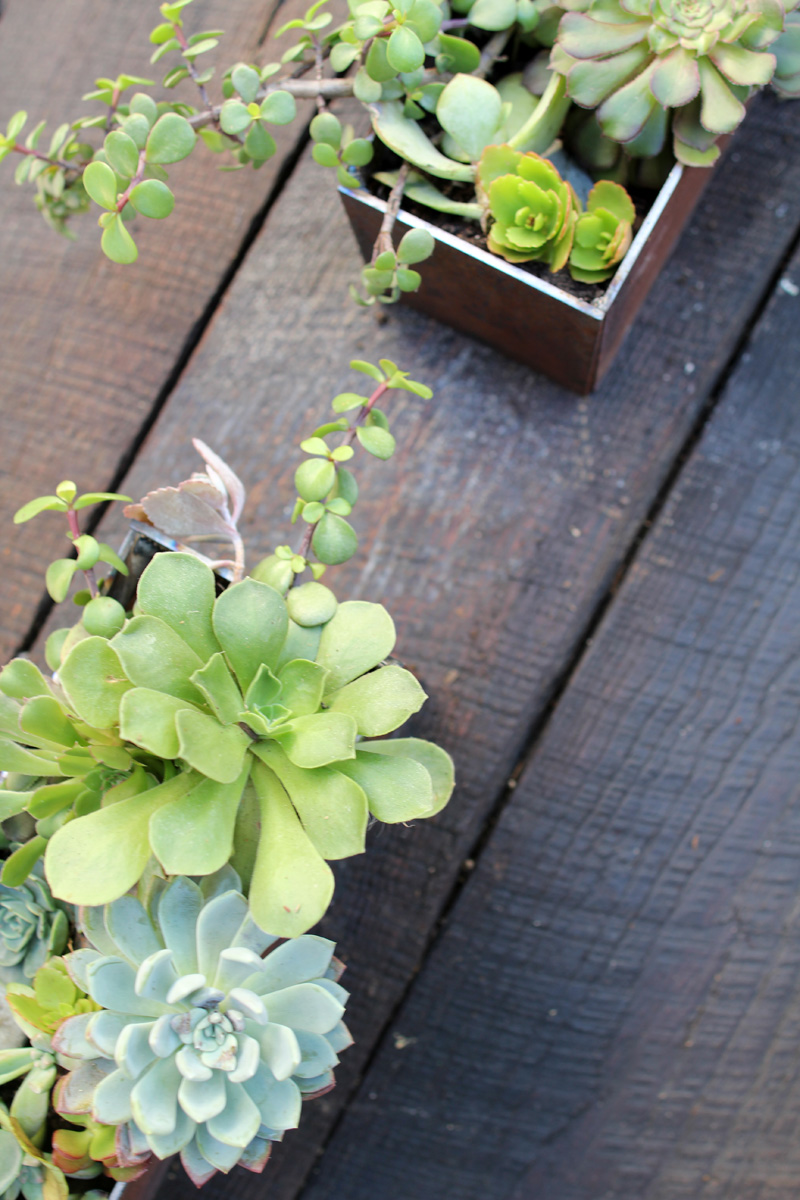 Our Side Yard | Iron Planter Boxes | PepperDesignBlog.com