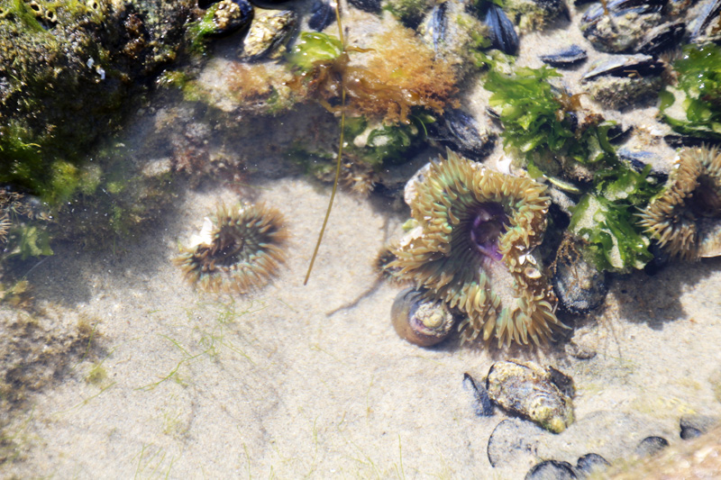 A Day at the Tidepools | PepperDesignBlog.com