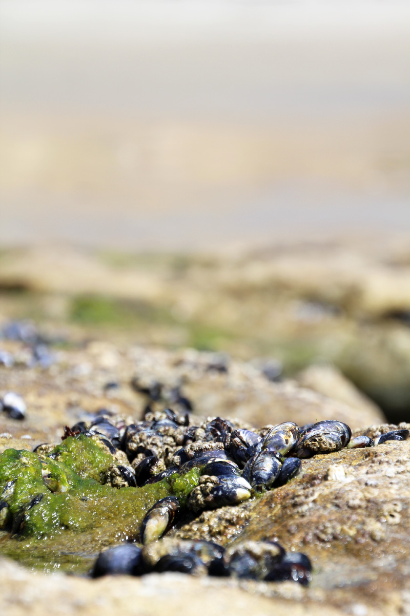 A Day at the Tidepools | PepperDesignBlog.com