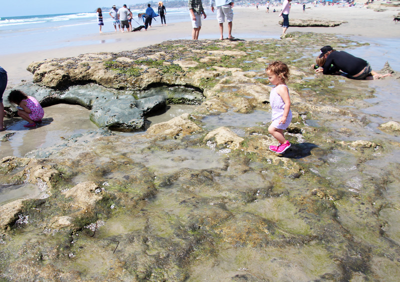 A Day at the Tidepools | PepperDesignBlog.com