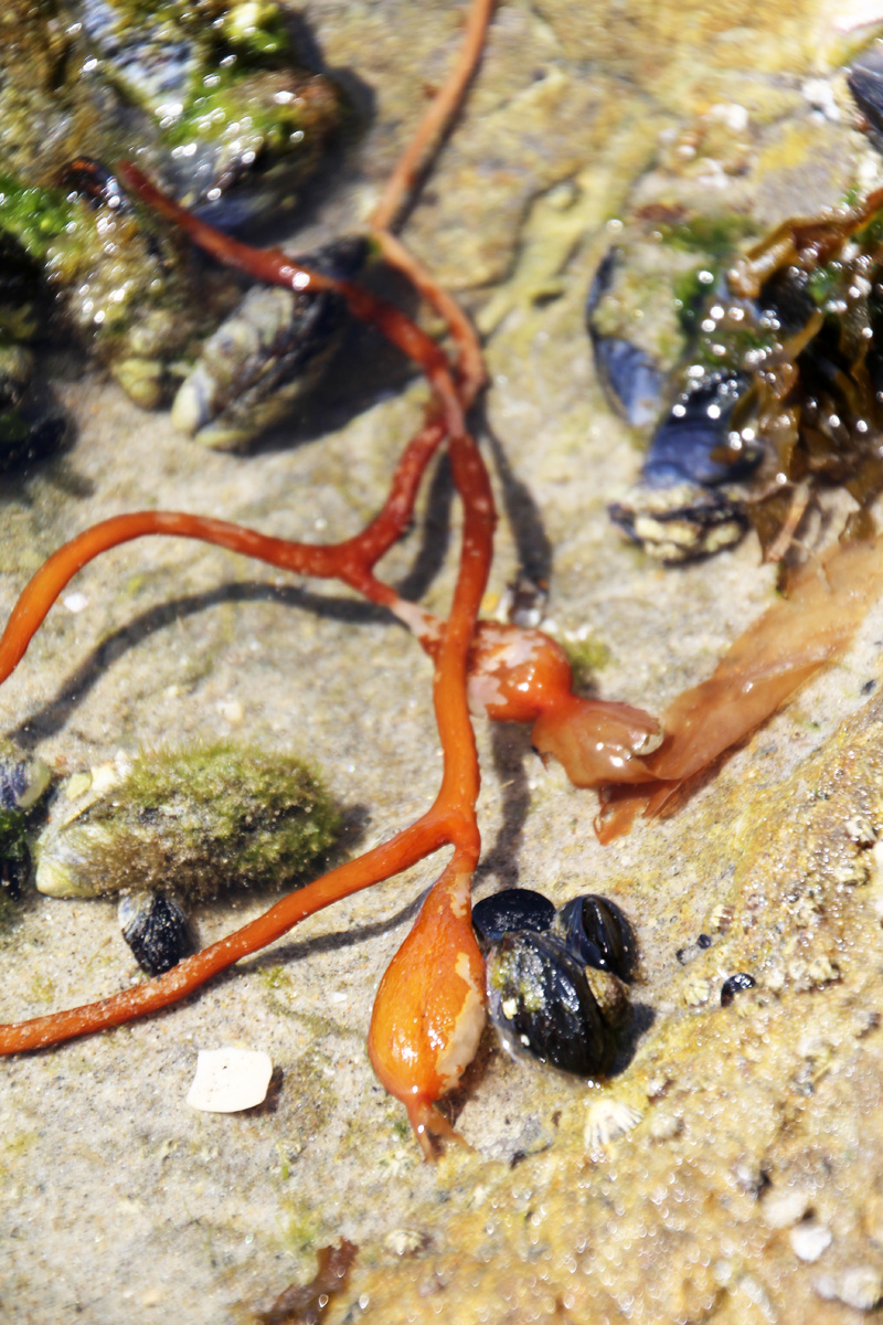 A Day at the Tidepools | PepperDesignBlog.com