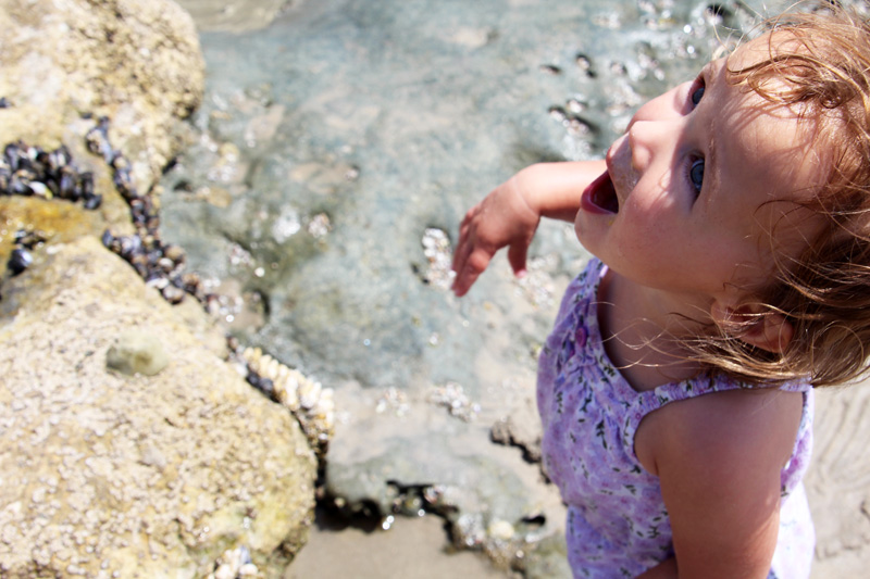 A Day at the Tidepools | PepperDesignBlog.com