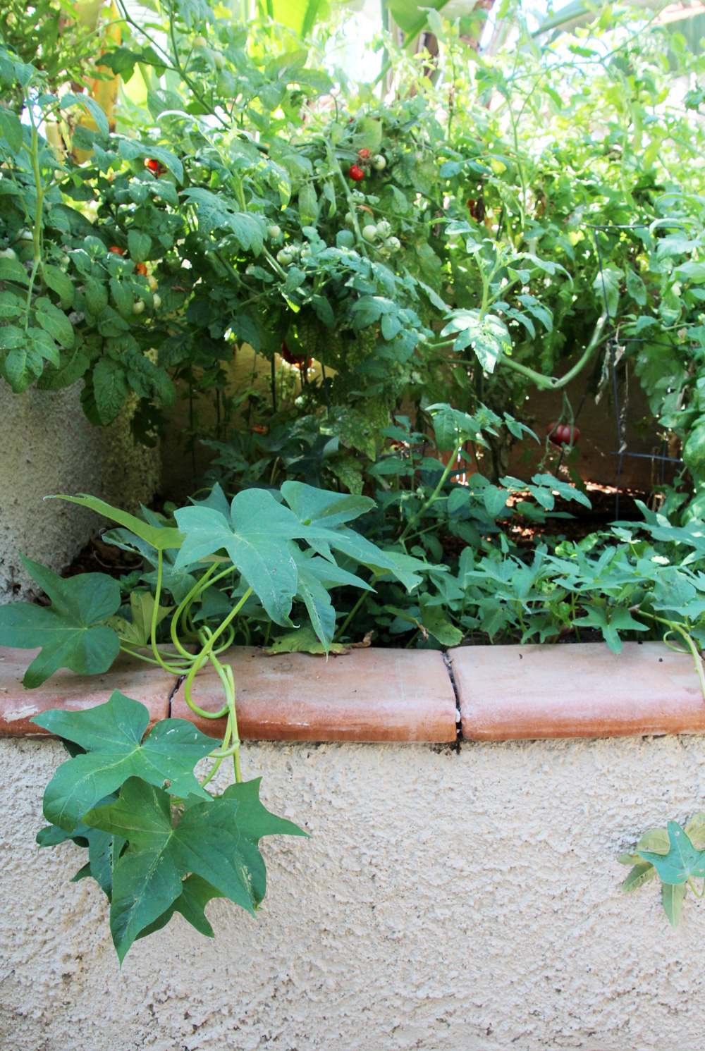 A Garden Box Update: Summer | Edyn | PepperDesignBlog.com
