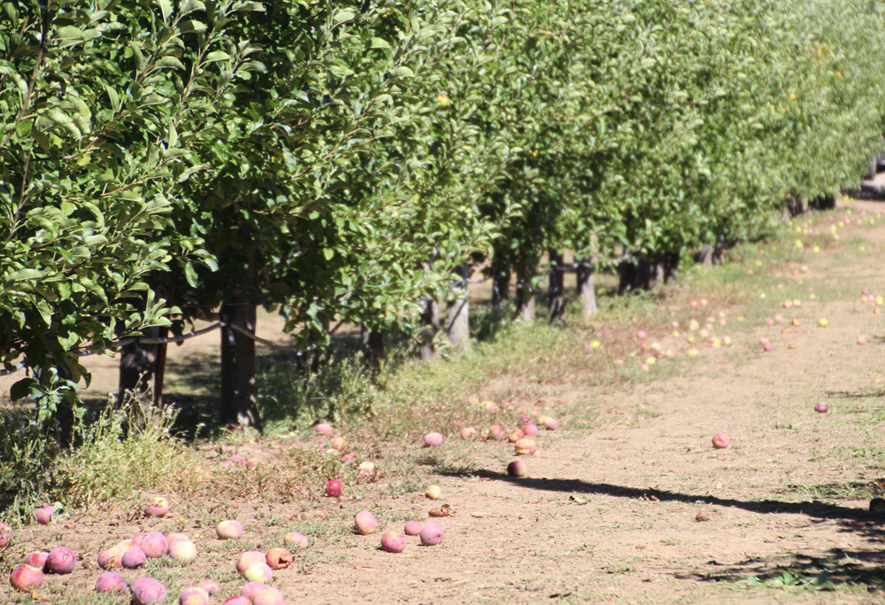 2015_julianapplepicking_applegrove2b_1000