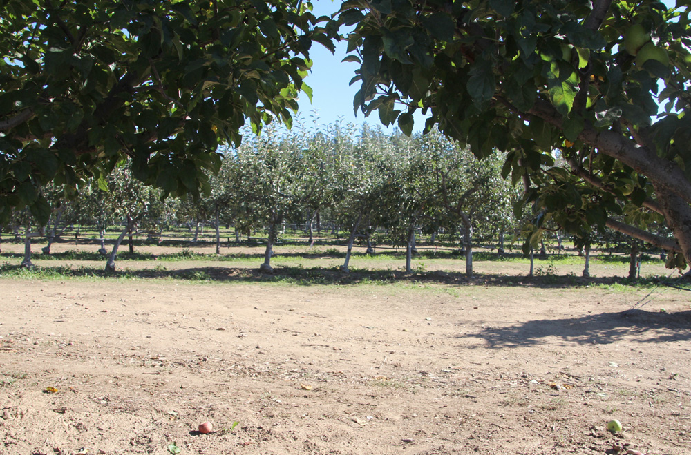 2015_julianapplepicking_orchard7_1000