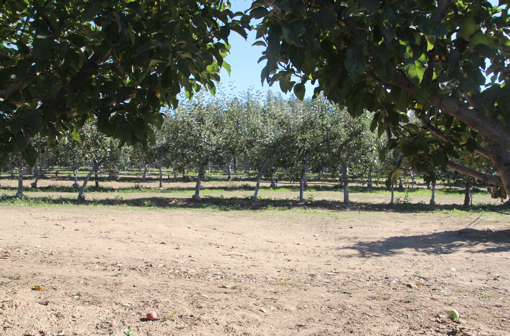 2015_julianapplepicking_orchard7_1000