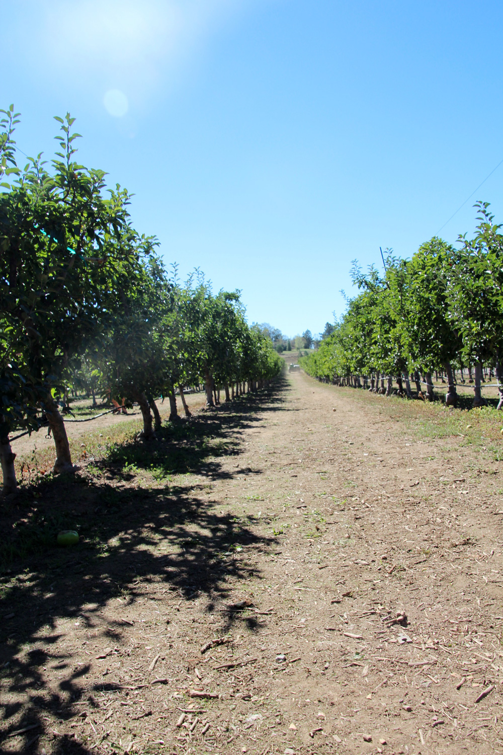 2015_julianapplepicking_orchard_1000