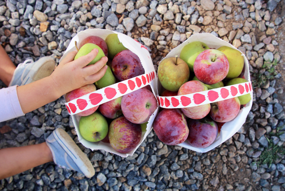 2015_julianapplepicking_taylorhands_1000