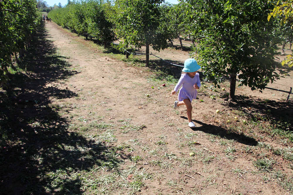 2015_julianapplepicking_trunning_1000