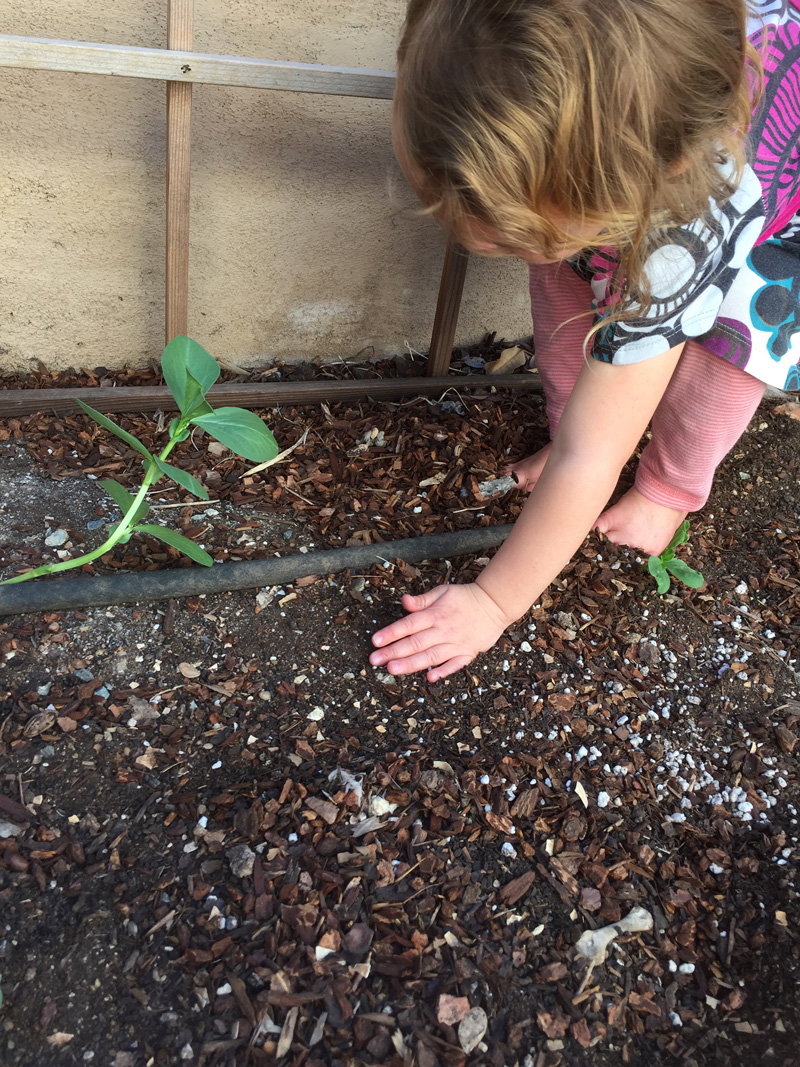 A December Garden Update